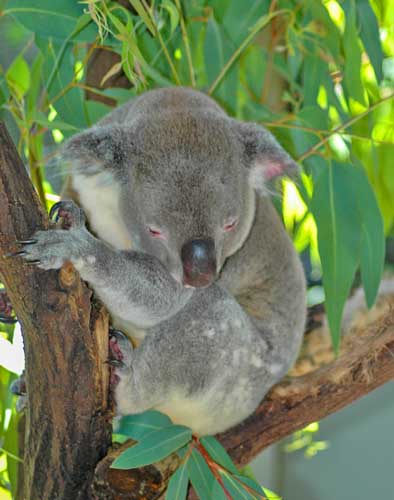 A sleepy koala at the Wildlife Habitat in Port Douglas. Photo by Tim Downs