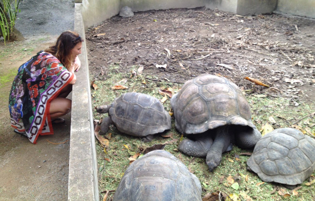 Giant tortoise in Seychelles. Photo courtesy Nicoletta Pavese