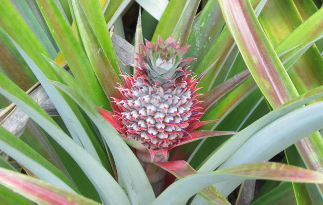 Baby pineapple plants in the Seychelles. Photo by Nicoletta Pavese