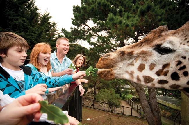 Feeding the giraffes at the Wellington Zoo.