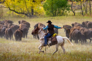 Tatanka Tradition: Buffalo Roundup in South Dakota