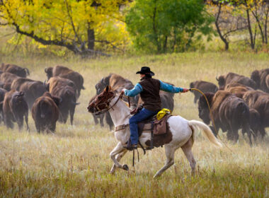 The annual Buffalo Roundup takes place each September at Custer State Park in South Dakota. Photo by Travel South Dakota