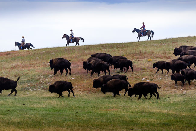 Bison have a long history in North America. Photo by Travel South Dakota