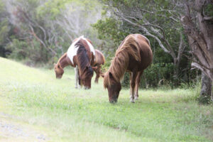 Wild ponies grazing on Assateague Island.