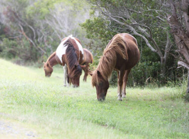 Wild ponies grazing on Assateague Island.