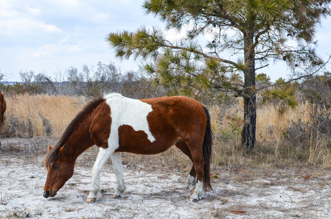 A wild horse grazing on Assateague Island. Flickr/m01229