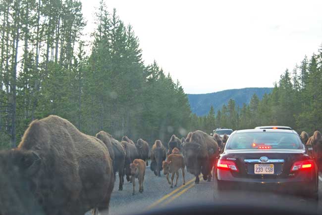 Surrounded by a herd of bison in Yellowstone National Park. Photo by Jennifer Baines