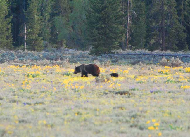 A grizzly bear and her cub in Yellowstone National Park. Photo by Jennifer Baines