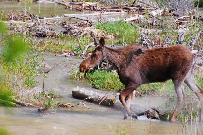 A moose in Yellowstone National Park. Photo by Jennifer Baines