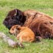 Bison at Yellowstone National Park. Photo by Jonathan Mast