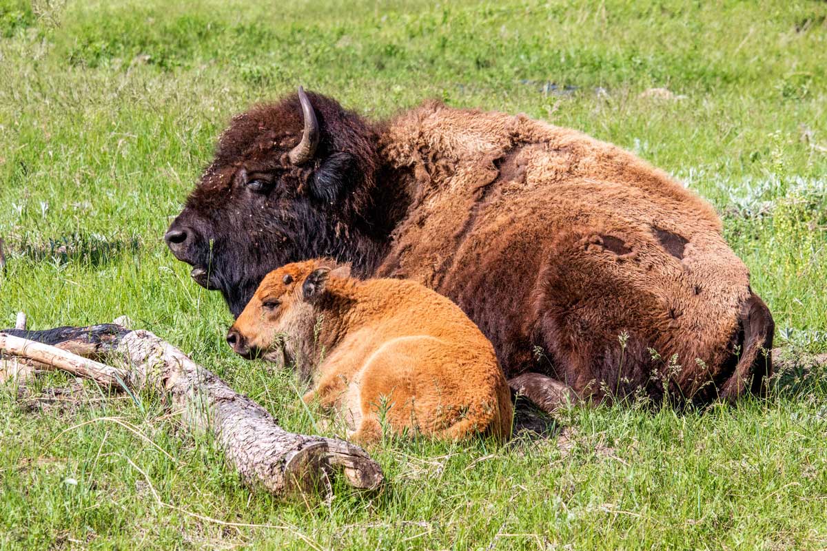 Bison at Yellowstone National Park. Photo by Jonathan Mast