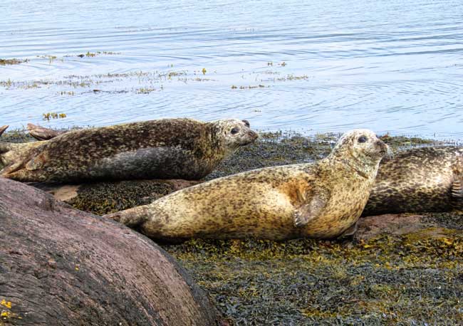 Seals in Glengarriff Harbour. Photo by Rondi Adamson