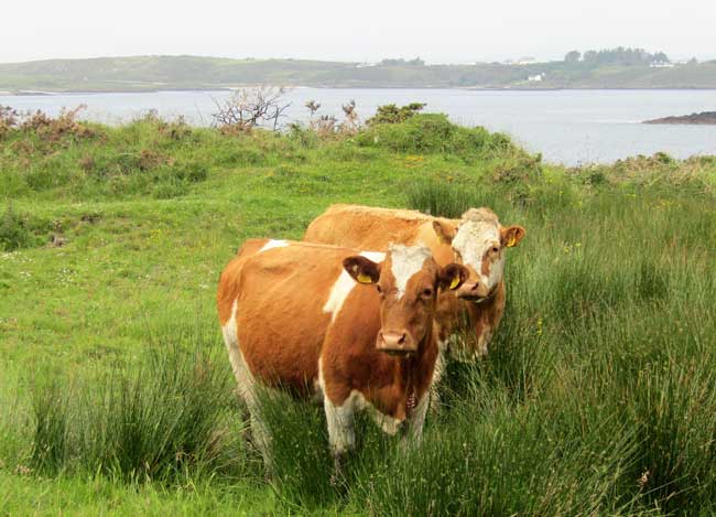 Synchronized cows on Sherkin Island, one of the West Cork Islands. Photo by Rondi Adamson
