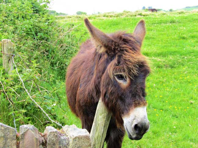 A donkey scratches an itch, on Whiddy Island, one of the West Cork Islands in Ireland. Photo by Rondi Adamson