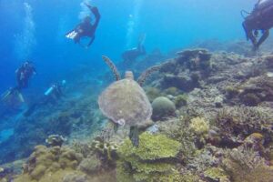 Best dive sites