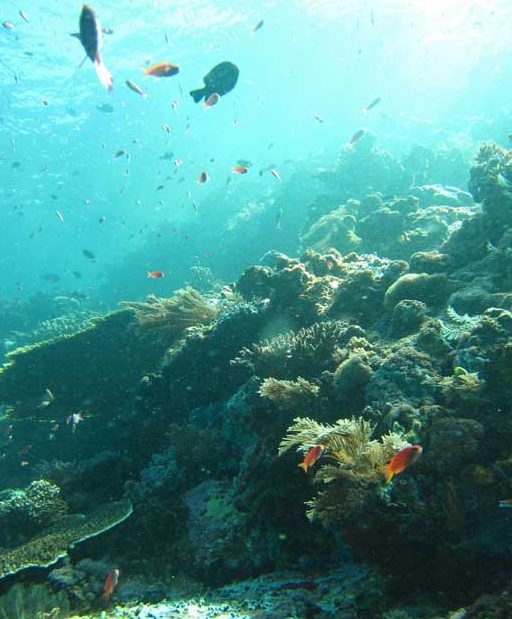 Diving at the Great Blue Hole in Belize.