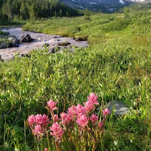 Alpine flowers on the Chilcotin Plateau. Photo by Linda Ballou