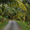 Road in Jamaica. Photo by Lyncoln Miller, Pexels, Pinterest