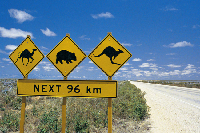 Australia is filled with unique wildlife and plenty of adventure. Here are our picks for the 5 best Australian road trips. 