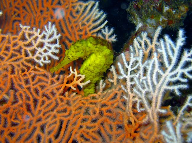 Diving at Richelieu Rock in Thailand. 