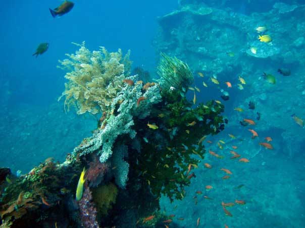 Diving at The Liberty in Indonesia. 