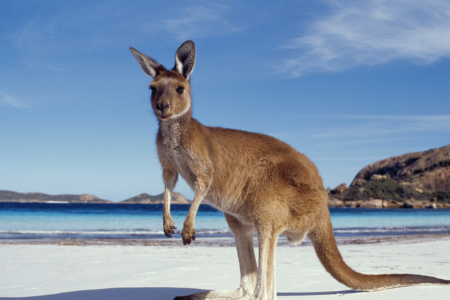 Kangaroos are just some of the unique wildlife that are only found in Australia. 