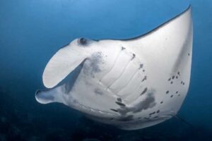 Swimming with Gentle Giants: The Island of Yap Celebrates MantaFest