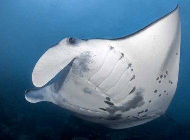 A giant manta ray photographed during the MantaRay Festival on the island of Yap. Photo by Jim Deckers
