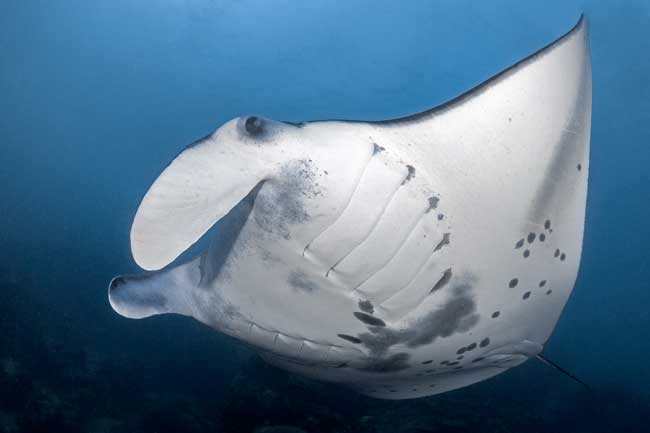 A giant manta ray photographed during the MantaRay Festival on the island of Yap. Photo by Jim Deckers