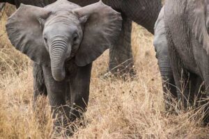 Elephants in Zululand, a traditional region in KwaZulu-Natal province, South Africa.