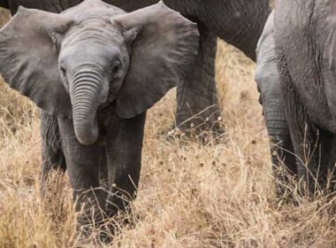 Elephants in Zululand, a traditional region in KwaZulu-Natal province, South Africa.