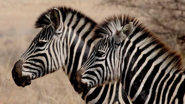 Zebra in Zululand 