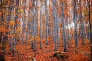 Chasing the Last Weeks of Autumn in North Michigan