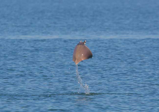 A jumping Mobula Ray in the Sea of Cortez. Flickr/ Matthew Paulson