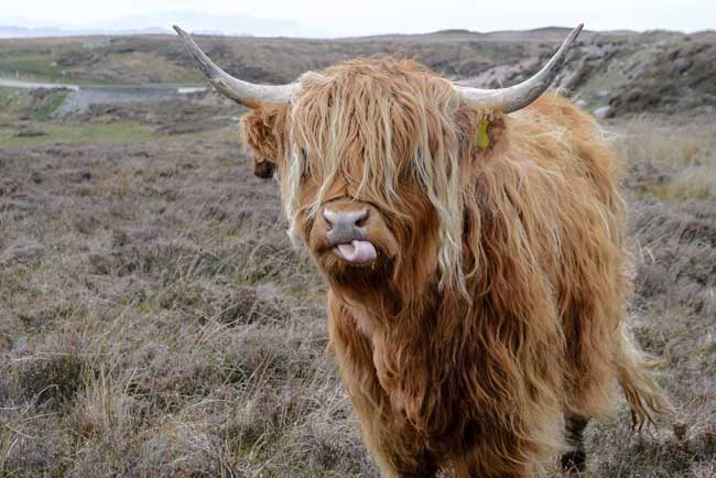 Traveling in the Orkney Islands