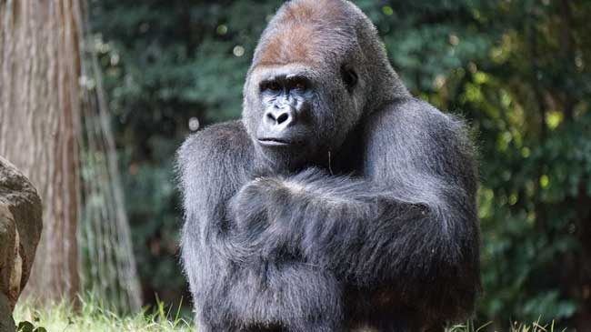 Rwanda is home to the majestic gorilla