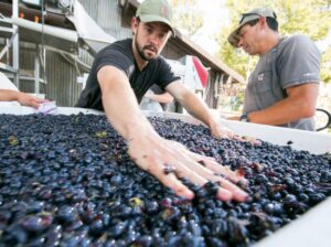 Talking Wine with Central Coast Winemaker Chase Carhartt