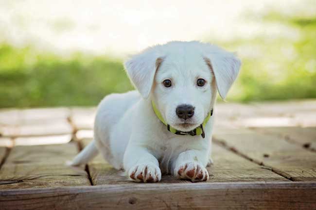 dogs on easyjet flights