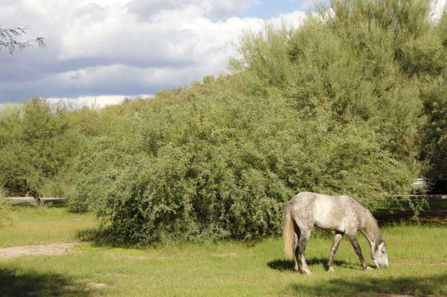 Wild horse near Saguaro Lake. Photo by Megan Webber