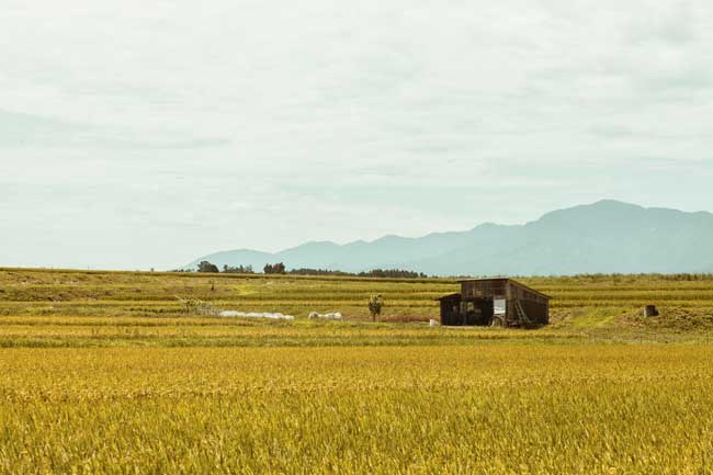 Shonai is a famous rice producing region known for both its long tradition of farming 