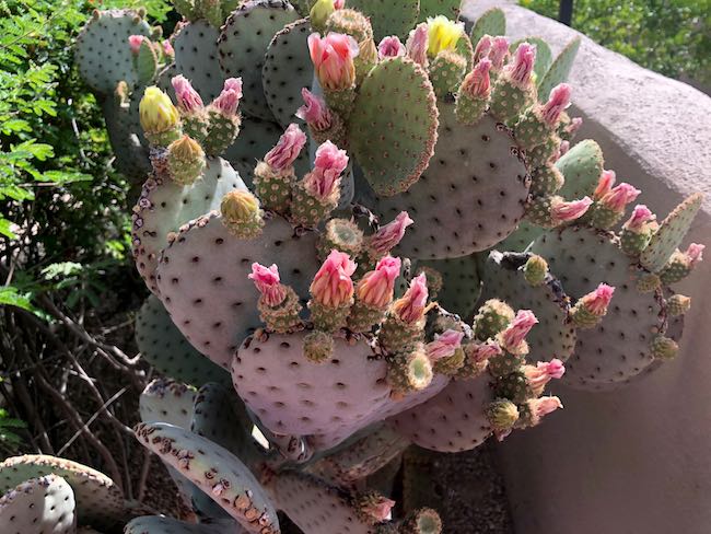 Spring blooms in the desert. Photo by Claudia Carbone