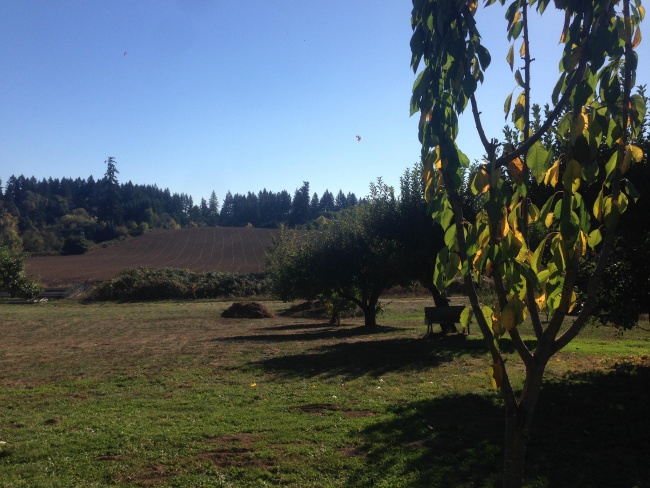 Lady Hill Winery, vineyards, St Paul, Oregon