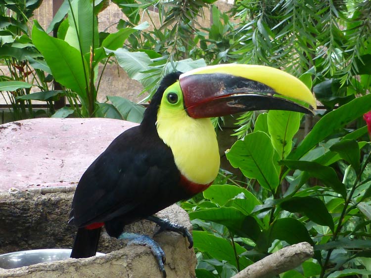 Wildlife in Costa Rica. Keel-billed toucans, bright-colored and slow-flying, are easy to spot in dense rain forests like those in the Pacuare River gorge.