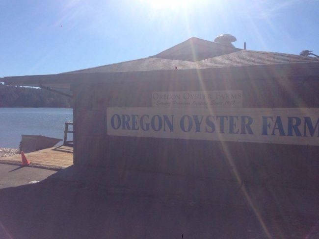 oregon oyster farm- yaquina bay- newport- traveling to mexico