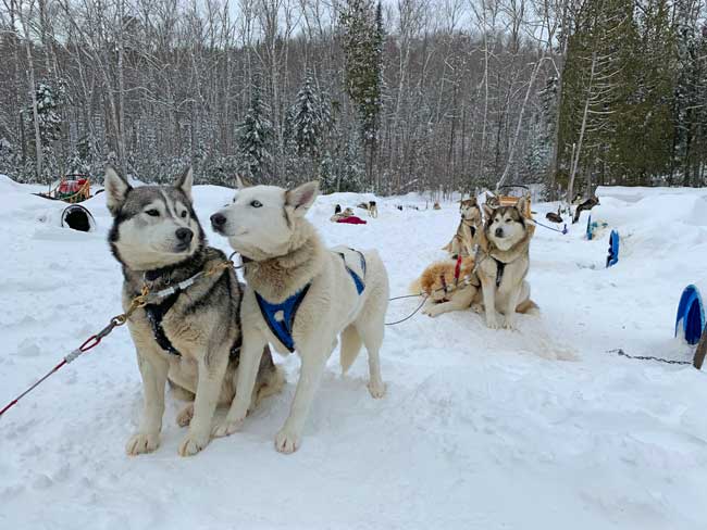 Dog sledding in Quebec. Getting ready to ride.