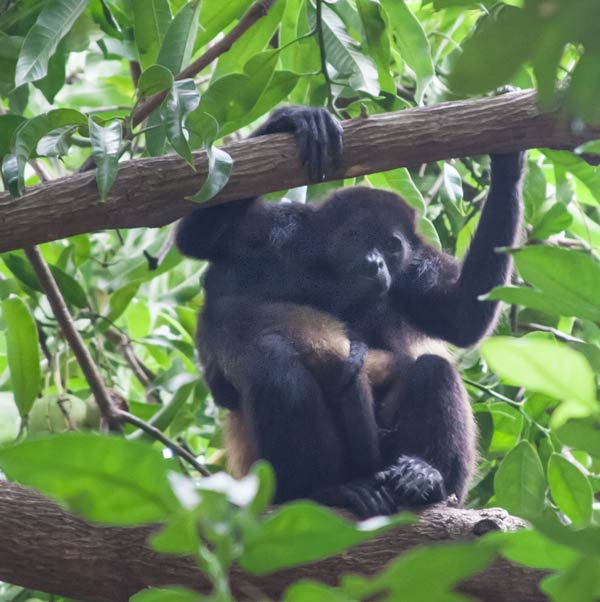 Howler monkeys, kings of the rain forest canopy, are hard to see but easy to identify; listen for their loud throaty howls. Though nine species have been identified, Costa Rica is home to just one, the common mantled howler.