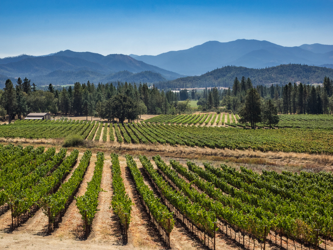 One of many vineyards in Oregon by Vivian Mcavealey/Dreamstime.com