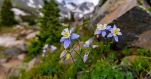 Colorado Columbines Blooming. Photo by SeanXu, iStock