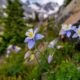 Colorado Columbines Blooming. Photo by SeanXu, iStock