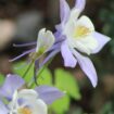 Colorado flowers. Photo by Mountainsky, Canva, Pinterest